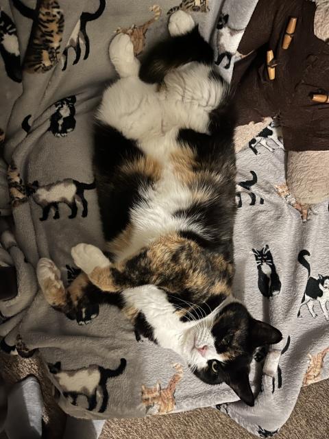 A cat with orange and black fur and white tuxedo is laying on a blanket on her side, paws twisted around, looking up.