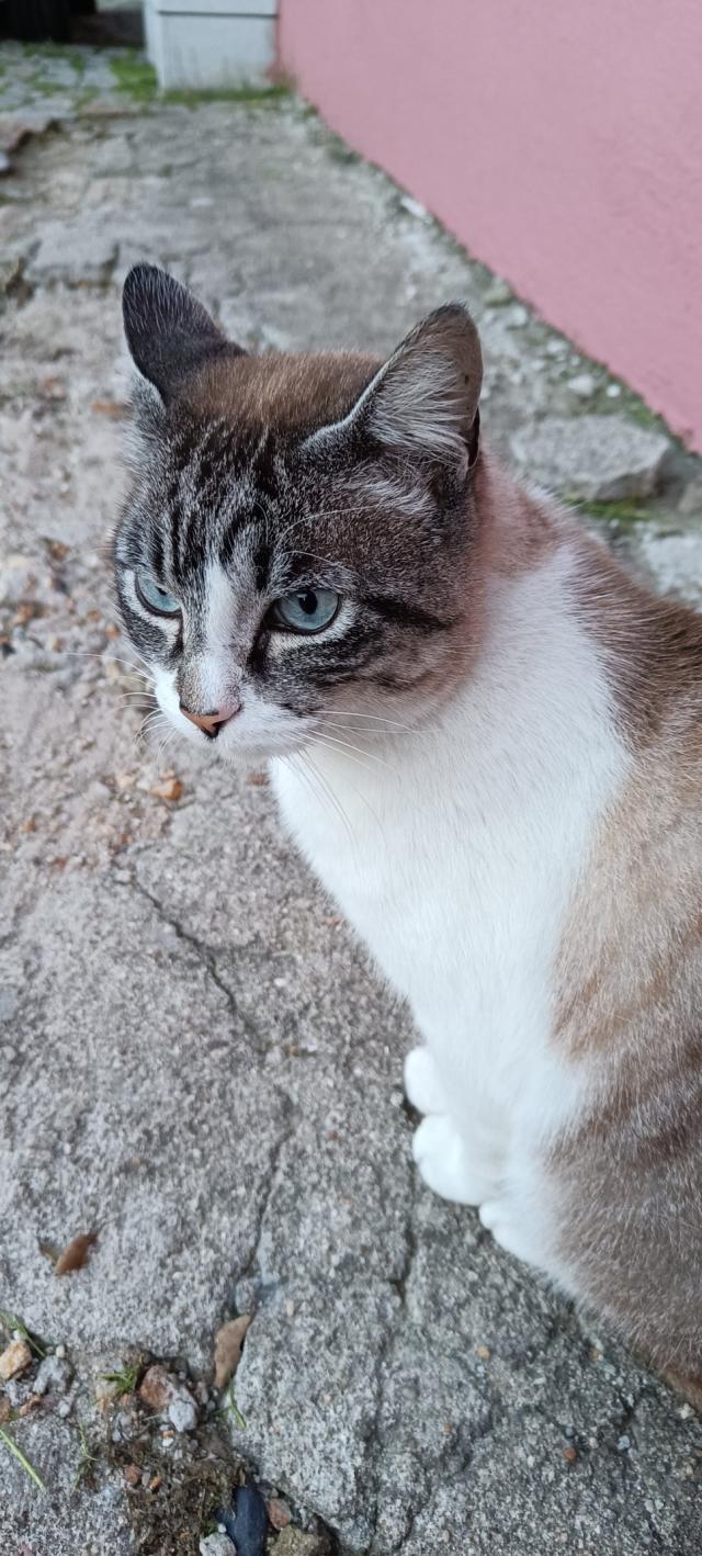 White and grey tabby cat with light blue eyes,, seen at Maia