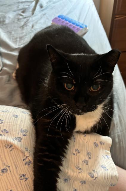 A black and white cat looks at the camera and crouches on a bed with one leg over its guardian’s leg. 