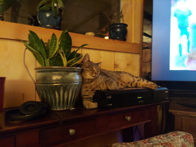 A medium-small cat ultra lounging on top of a satellite TV box. His arm is draped over the side of the box and he rests his head on a plant pot next to the box. His face is all smiles.