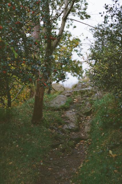 A little stone path up a grassy hill surrounded by trees. Red berries embellish the still green tree on the left, as yellow leaves begin to cover the ground.