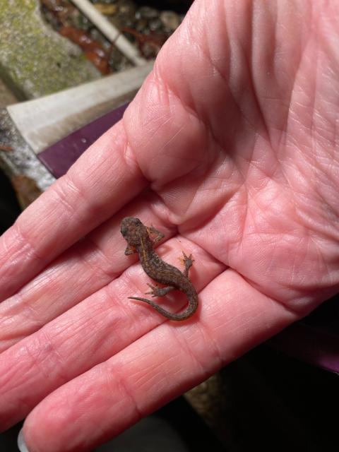 A tiny newt in a hand