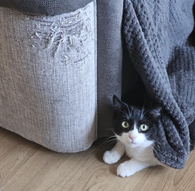 A black and white cat sitting on the floor in front of a fabric sofa that she has enthusiastically and shamelessly scratched the corner of over the years.