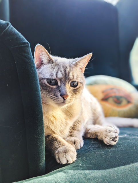 My cat sitting in a sofa chair.