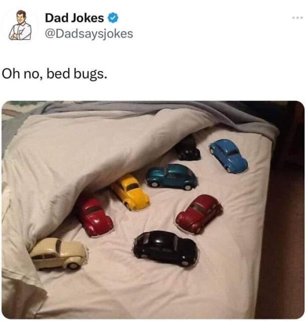 bed bugs