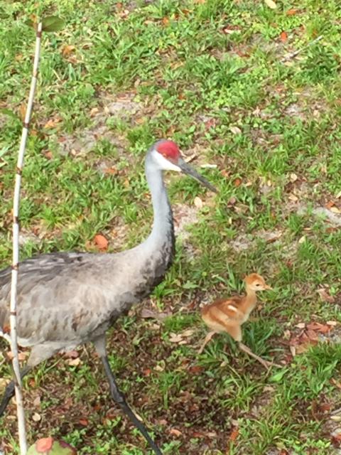 A gray sandhill crane and its small tan and white baby taking a walk in a yard.