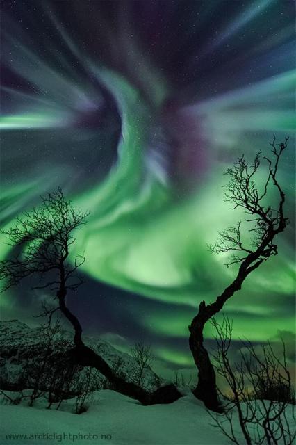 The night sky over a snowy tree-adorned landscape glows in green and purple. The auroral glow might appear to some to be shaped like a creature.