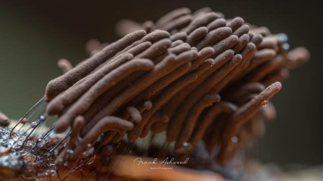 A photograph of a collection of brown lollypop-shaped slime mould fruiting bodies.