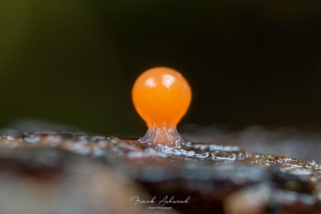 A photograph of an orange lollypop-shaped slime mould fruiting body