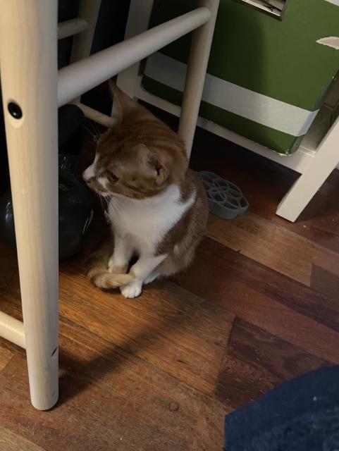 A confident kitty observes his domain.