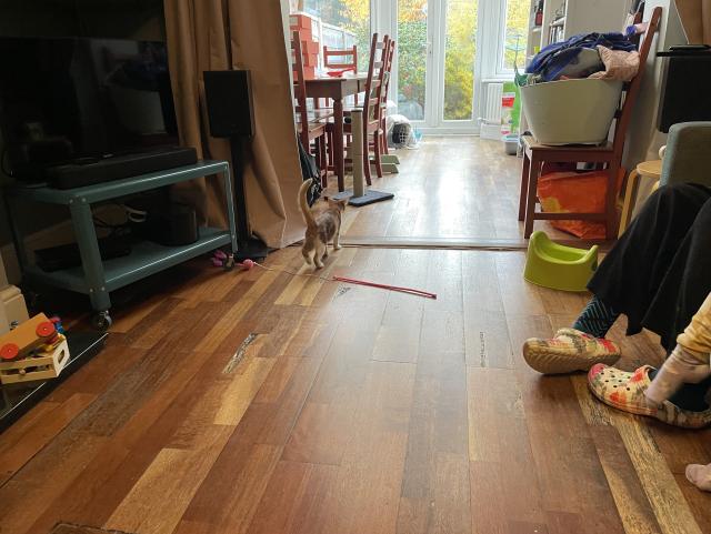 Cat off to explore his scratching post