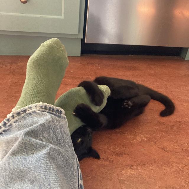 black kitten grabs onto and attacks green socked foot