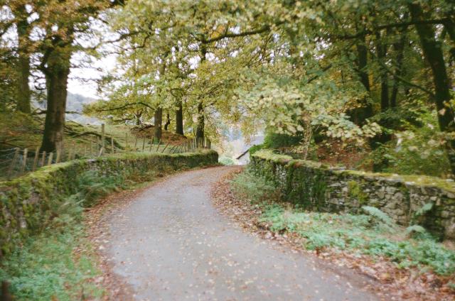 A road covered in orange leaves, framed by old stone walls covered in moss, with green but yellowing trees on either side.
