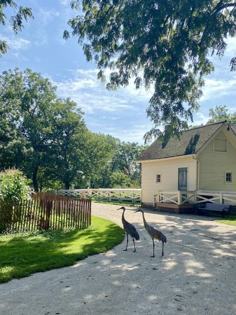 A sublime pair of Sandhill Cranes at a Master Gardener worksite. Photo by me.