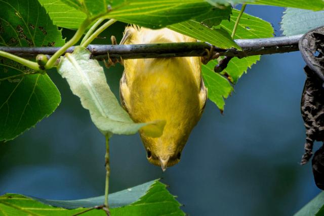 a yellow bird hanging upside down from a thin branch and looking straight ahead with its beak pointing slightly downward. both deep black eyes visible on either side of its head giving it a somewhat goofy expression on its face. 