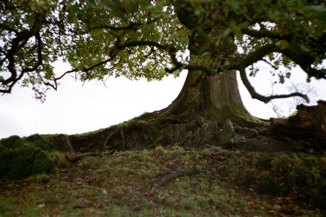 A mighty tree on a hill with roots looking like they might hug you, and a canopy that extends across the entire frame, providing a lot of shade.
