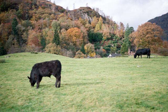 A young fluffy black calf is grazing in front of its mother on a grassy field. In the background, you can see a fell full of fall trees.