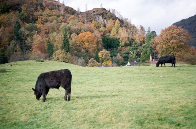 A young fluffy black calf is grazing in front of its mother on a grassy field. In the background, you can see a fell full of fall trees.