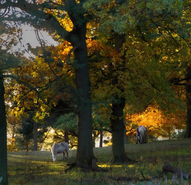 Two horses graze amoungst the trees. The autumn leaves are lit up by the setting sun.