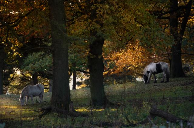Two horses graze amoungst the trees. The autumn leaves are lit up by the setting sun.