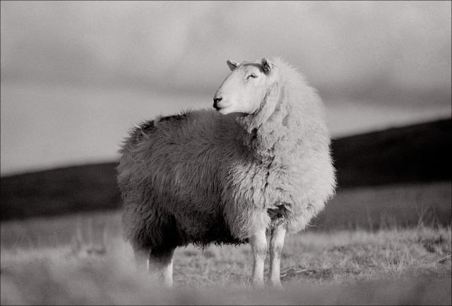 Black and white shot of an adult sheep looking at the Black Mountain landscape.