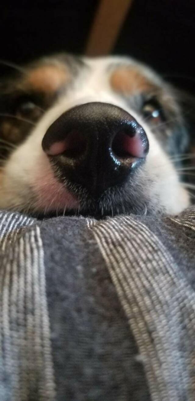 dog nose