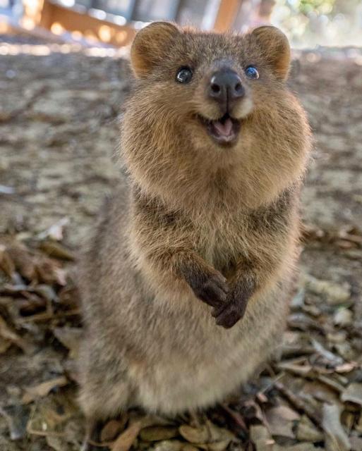 Photo of a quokka, a marsupial that looks like it's smiling