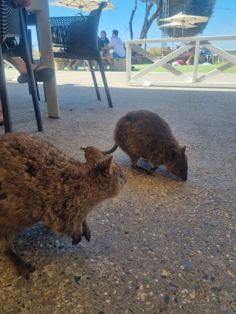 Quakkas on the terrace
