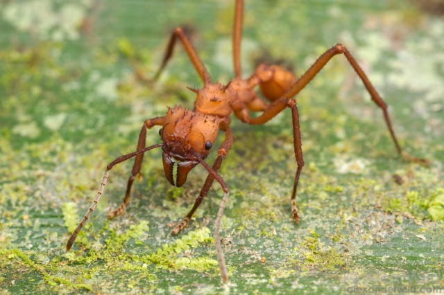 A large, leggy orange ant covered with spikes of various sizes stands on a moss-covered leaf.