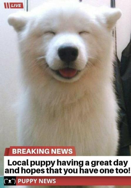 smiling dog