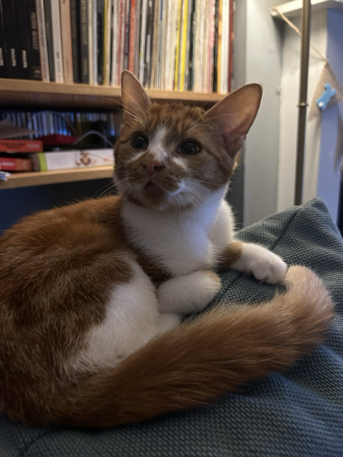 A little ginger and white kitten sat on the arm of a blue sofa 