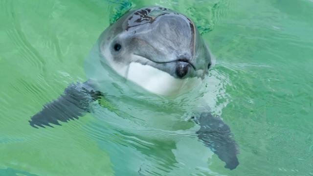 Harbour porpoise - a dolphin-like animal - poking its head out of water