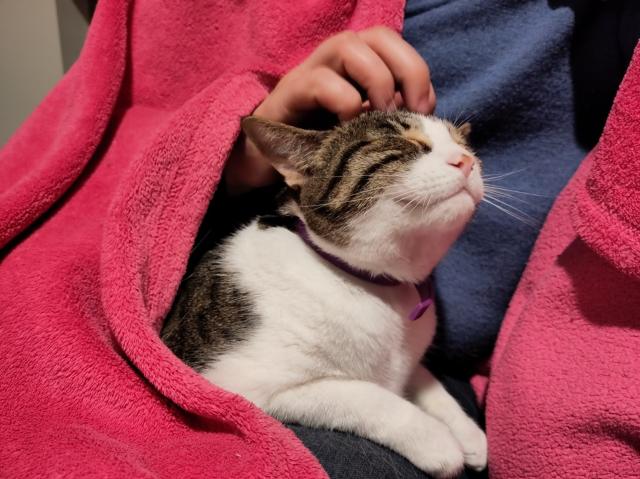 a cat sitting in a lap, sharing a blanket, enjoying head scritches