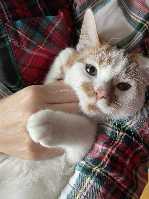 A white and orange cat with a pink nose is being held in arms and is having her chin scratched while her paws are in an awkward position. 
