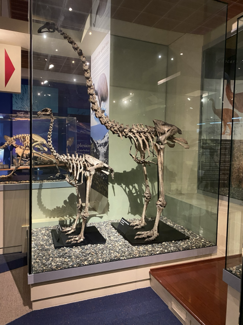 Moa skeletons at the Otago Museum in New Zealand