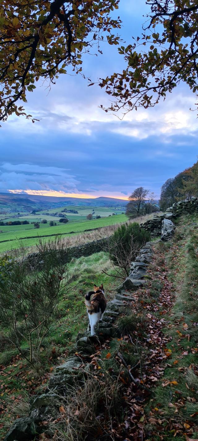 A countryside scene. An orange, white and black cat is walking along a Yorkshire dry stone wall. Her tail is up and lightly curled, curious but relaxed. On either side of the wall and into the distance are green fields. In the far distance, there are some shadow grey hills - with an orange glow of a sunset behind.