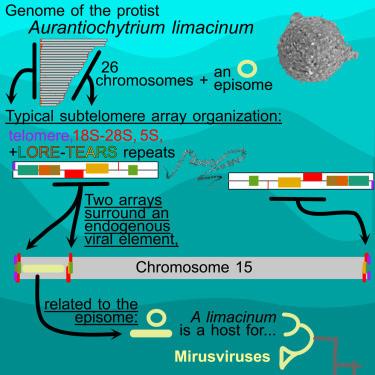 graphical abstract of the paper showing features of the microbe's genome