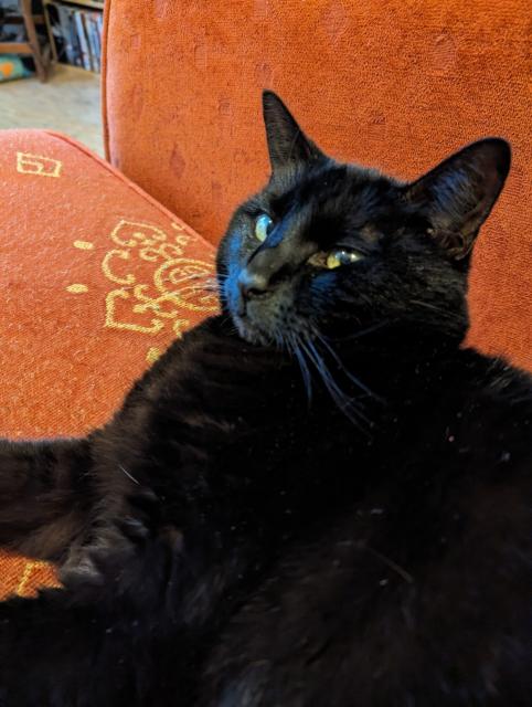 Jack, a little black cat, sitting on a red sofa, giving me side eye.