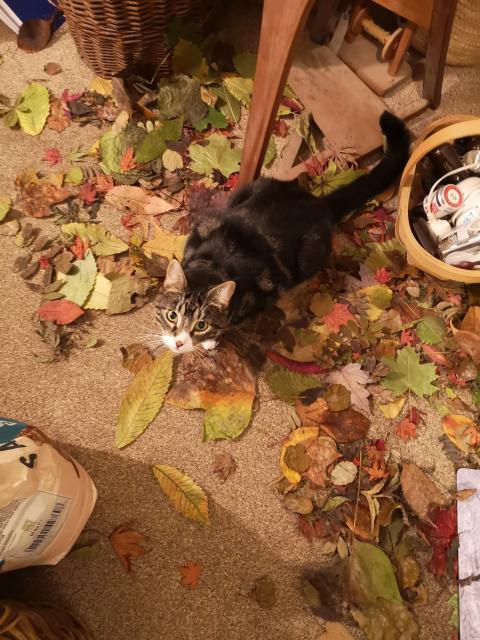 Bramble tabby cat from above, he's looking up at the camera. He's in the middle of scattered dried leaves that were once in a tidy pile. 