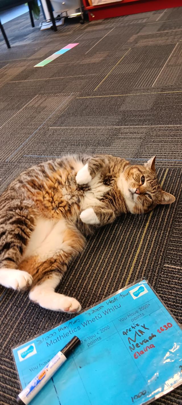 Kevin is a large tabby cat with a white chest and paws.  He often comes into my classroom before school and we sit/lie on the carpet together while I'm doing some preparation for the day. 