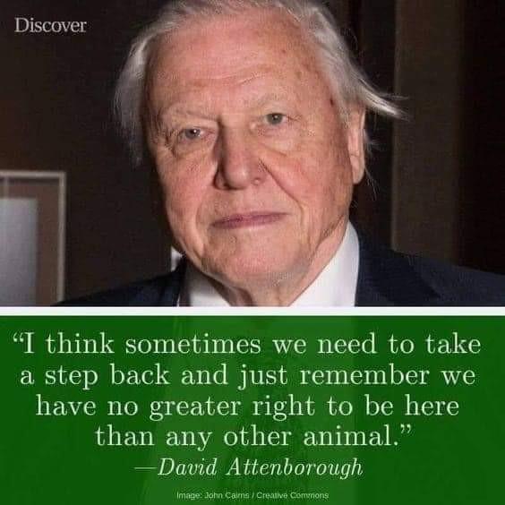 Quote and photo of David Attenborough: "...remember we have no greater right to be here than any other animal."
