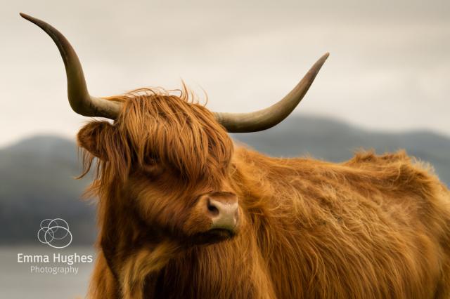 An adult female Highland Cow, head turned to the right of the image across her body, her long horns curving upwards. A long auburn coat forming a long floppy fringe over her face, one eye just visible, the wind has blown her coat into fluffy tufts across her back. Her wide nose, such a contrast in texture to the long hair covering her body and face, the background is an out of focus mountain range over a strip of grey water and a dark grey moody sky. The photograph is cropped tight on her rump and mid chest.