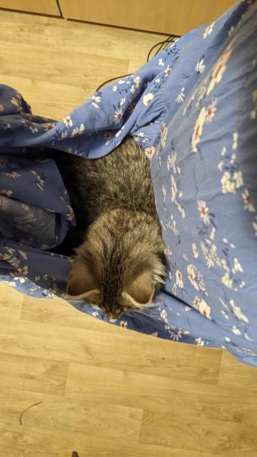 Nova chilling in a hammock made by me raising the hem if my skirt