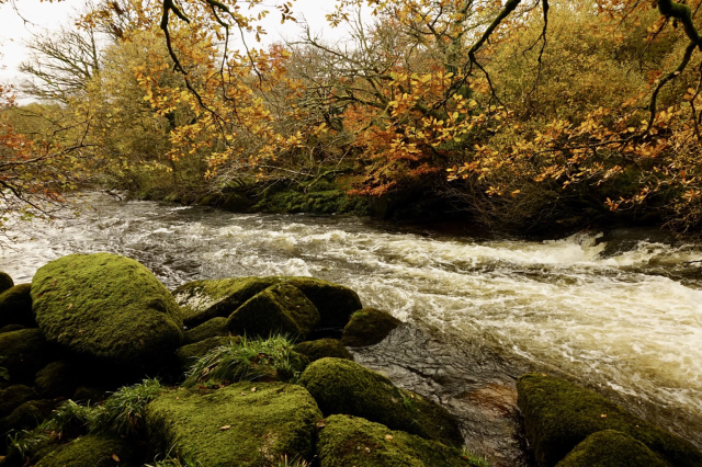 Mossy rocks and autumnal oaks overhang a fast flowing river.