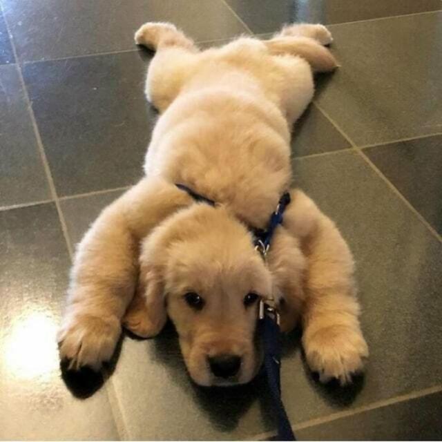 doggy sploot