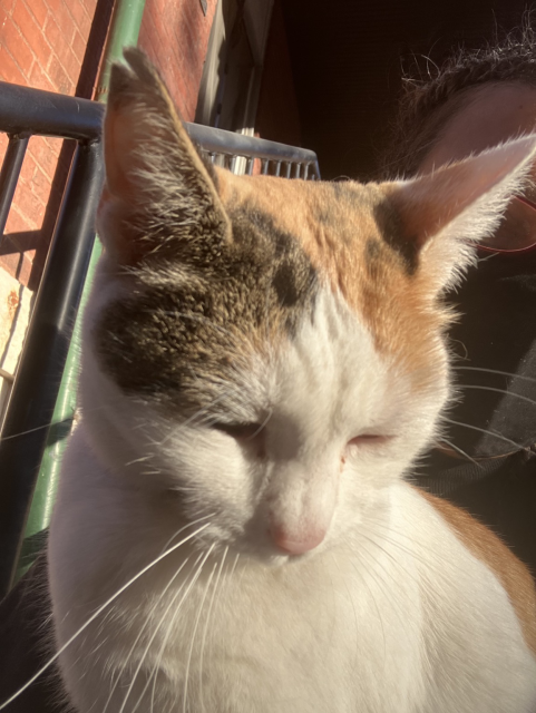 A calico relaxes in the morning sun. Her eyes are blissfully closed as she soaks in the warmth.