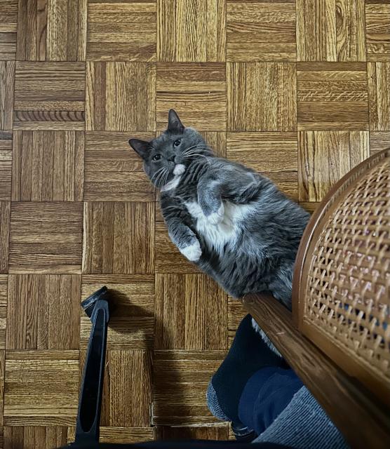 my cat Theo lying on his back on the floor by my feet with his paws up, looking directly into the camera as i look down from my desk at him.