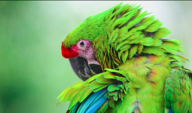 Great Green Macaws are colourful, intelligent birds, one of the largest Macaws in #Colombia. Critically endangered due to #palmoil #deforestation and the #pettrade. Support this animal’s survival. Join the #Boycott4Wildlife https://palmoildetectives.com/?p=4343 via @palmoildetectives 