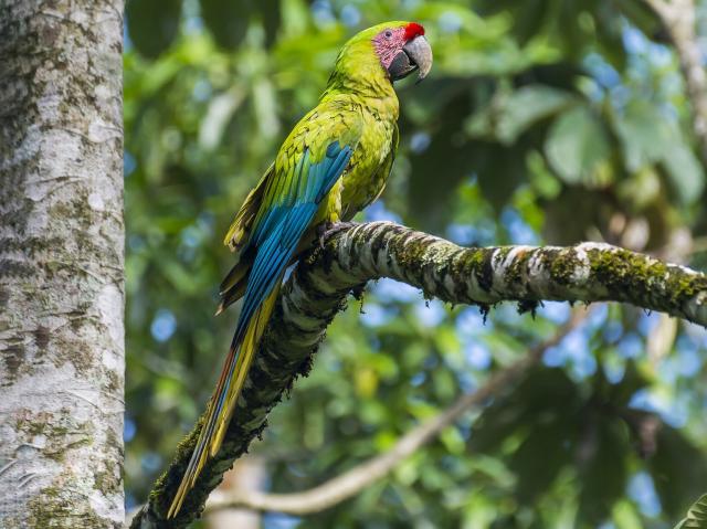 Great Green Macaws are colourful, intelligent birds, one of the largest Macaws in #Colombia. Critically endangered due to #palmoil #deforestation and the #pettrade. Support this animal’s survival. Join the #Boycott4Wildlife https://palmoildetectives.com/?p=4343 via @palmoildetectives 