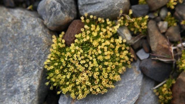 Antarctic pearlwort flowers